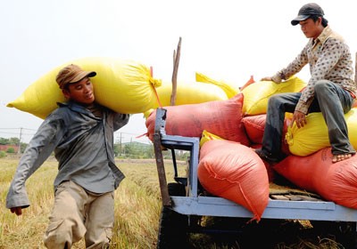 Rice being harvested in Hoc Mon District in HCMC (Photo: SGGP) Rice being harvested in Hoc Mon District in HCMC (Photo: SGGP)
